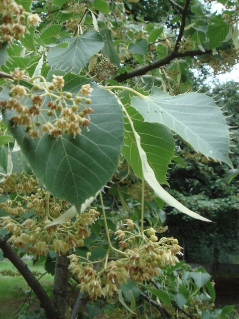 Tilia henryana fleur
